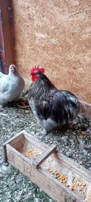 vand cocosi Cochinchina putic  - imagine 3 vand cocosi Cochinchina putic  - imagine 3