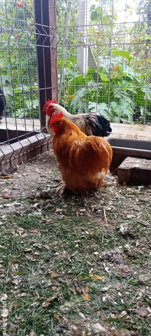 vand cocosi Cochinchina putic  - imagine 2 vand cocosi Cochinchina putic  - imagine 2