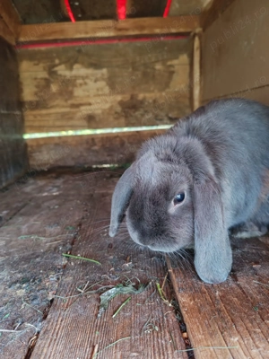 Iepurași cap de berbec