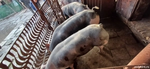 porci de vanzare - imagine 2