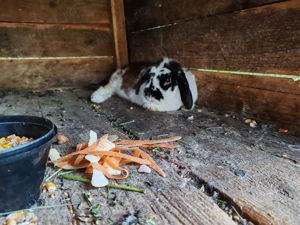 Iepurași cap de berbec - imagine 2 Iepurași cap de berbec - imagine 2