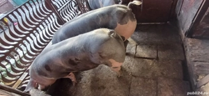 porci de vanzare - imagine 3