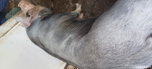 porci de vanzare - imagine 4