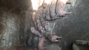 Vând purcei  - imagine 3