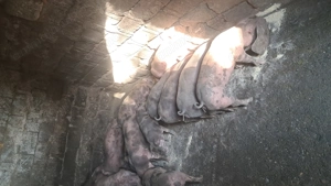 Vând purcei  - imagine 4