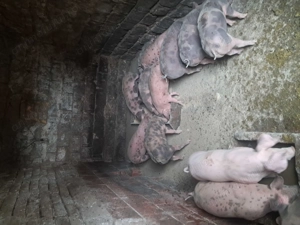 Vând purcei  - imagine 5