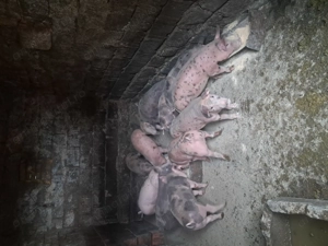 Vând purcei  - imagine 7