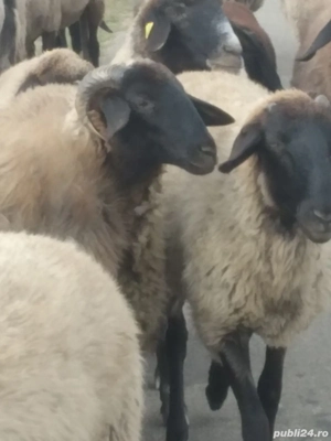 vand oi si capre - imagine 2