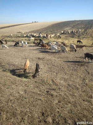 vand oi si capre - imagine 3