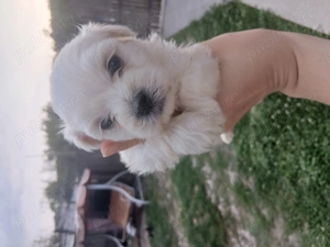 Vând bichoni maltezi in varsta de 5 saptamani - imagine 2