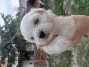 Vând bichoni maltezi in varsta de 5 saptamani - imagine 3