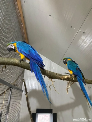 Papagali ARA Ararauna