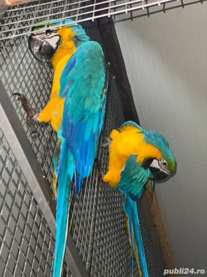 Papagali ARA Ararauna - imagine 4