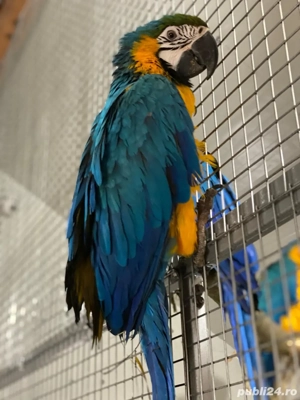 Papagali ARA Ararauna - imagine 2