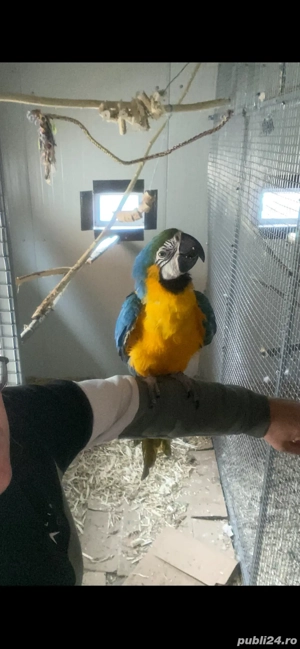 Papagali ARA Ararauna - imagine 5