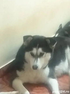 pierdut femela husky 