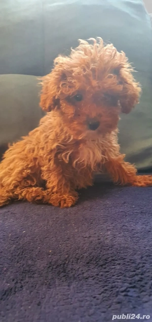 Pudel toy (caniche) - imagine 4