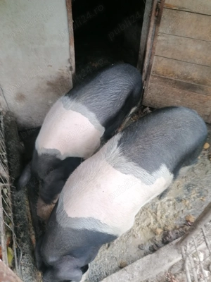 Porci bazna de vânzare 