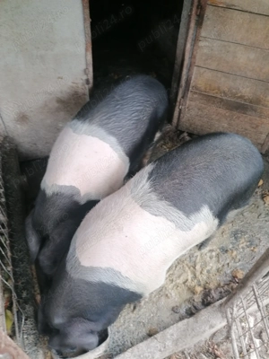 Porci bazna de vânzare  - imagine 2 Porci bazna de vânzare  - imagine 2