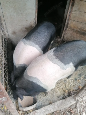Porci bazna de vânzare  - imagine 3 Porci bazna de vânzare  - imagine 3