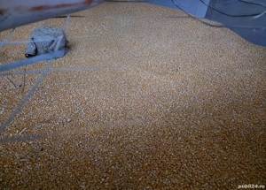 Vand porumb recolta 2025 - imagine 2