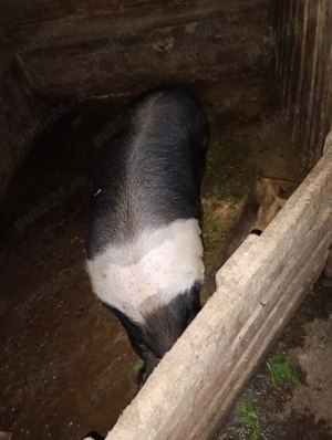 Vând porc bazna 120-130 