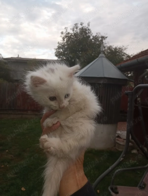 Pui de pisica Ragdoll - imagine 5