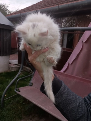 Pui de pisica Ragdoll - imagine 4