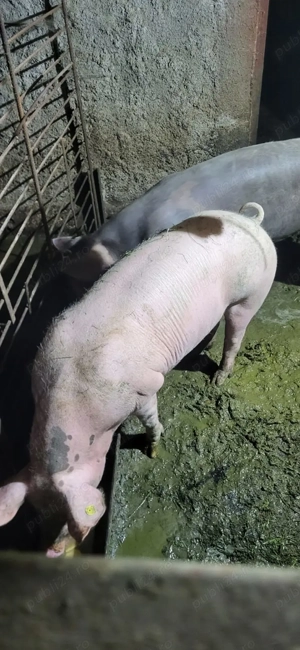 Vând porc crescut la curte  - imagine 2