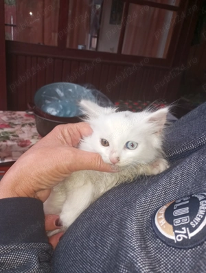 Pui de pisica Ragdoll