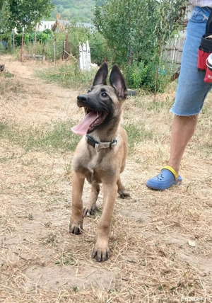 Cățel Malinois vrea casă nouă! - imagine 2