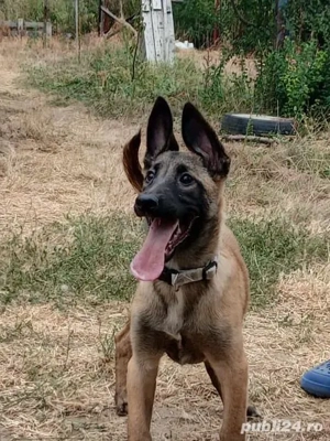 Cățel Malinois vrea casă nouă!