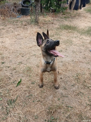 Cățel Malinois vrea casă nouă! - imagine 3