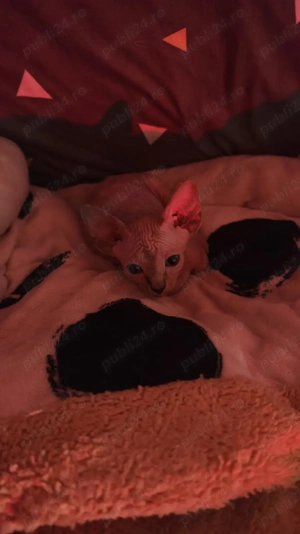 Pisicuțe Sphynx  - imagine 5