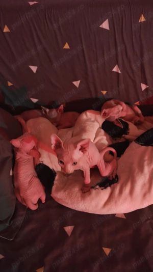 Pisicuțe Sphynx  - imagine 3
