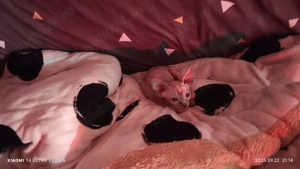 Pisicuțe Sphynx  - imagine 2