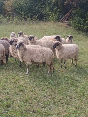 Vând oi de ținut! - imagine 5