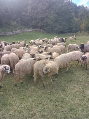 Vând oi de ținut! - imagine 4