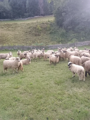 Vând oi de ținut!