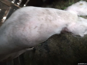 Vand un porc mare 13.5 lei kg negociabil - imagine 2