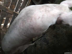 Vand un porc mare 13.5 lei kg negociabil