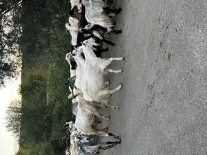 Vand 40 de capre de ținut  - imagine 4