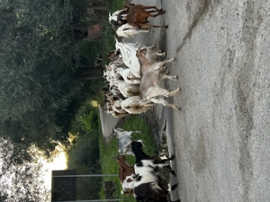 Vand 40 de capre de ținut  - imagine 7