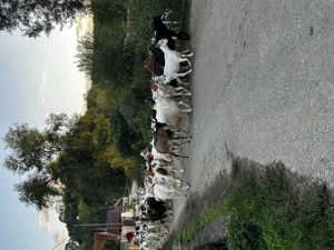 Vand 40 de capre de ținut  - imagine 6