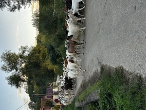 Vand 40 de capre de ținut  - imagine 10