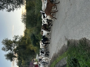 Vand 40 de capre de ținut  - imagine 9