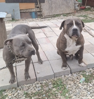 Pui amstaff blue - imagine 2 Pui amstaff blue - imagine 2