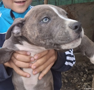 Pui amstaff blue