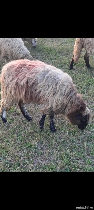 vând o melute din februarie  - imagine 2