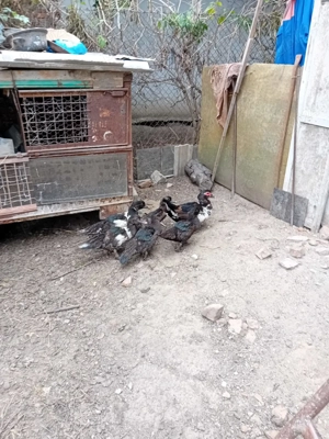 Vând rațe și curci - imagine 3